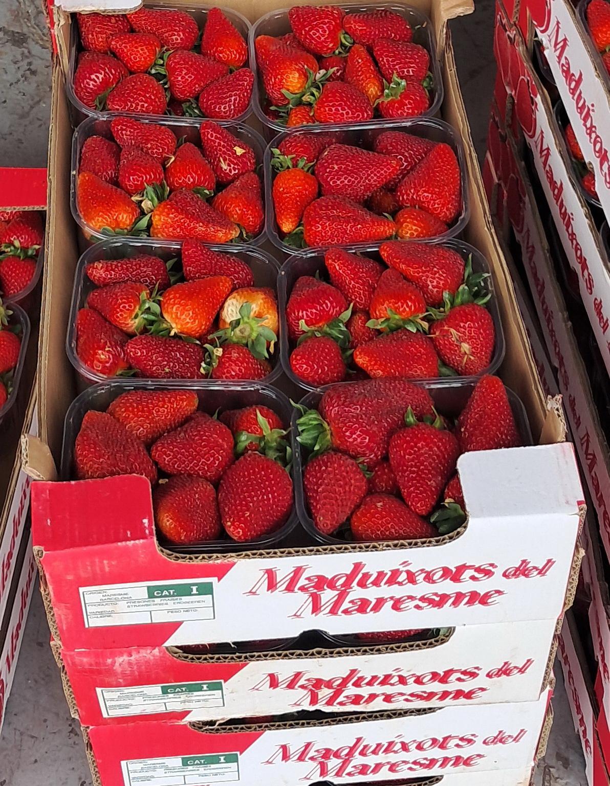 0 fraises okokk 20260505 130720