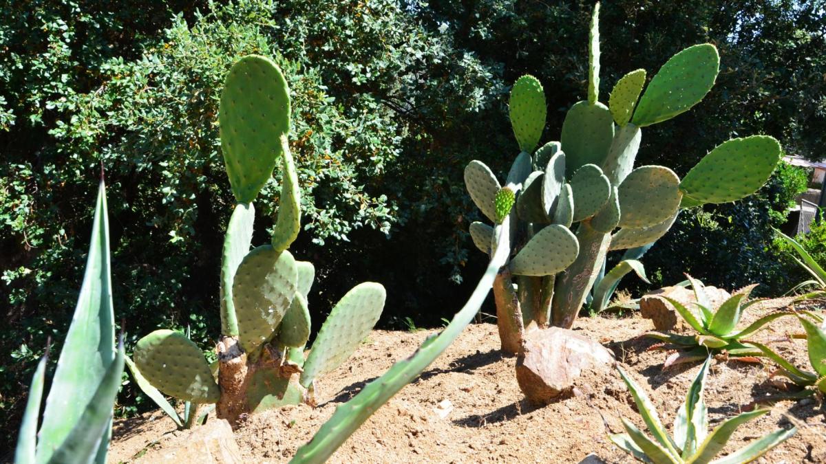 A e cactus ok recccc