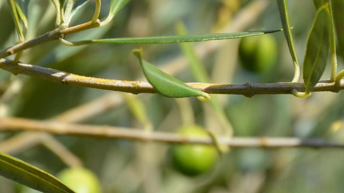 A olives okok dsc 0077