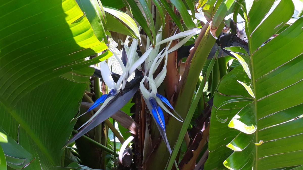 Xxsc fleurs ee3ok modif