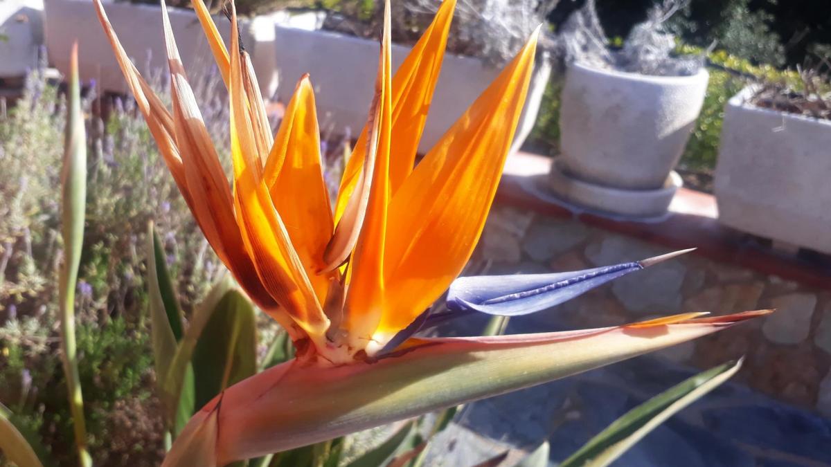 Xxx flor linda